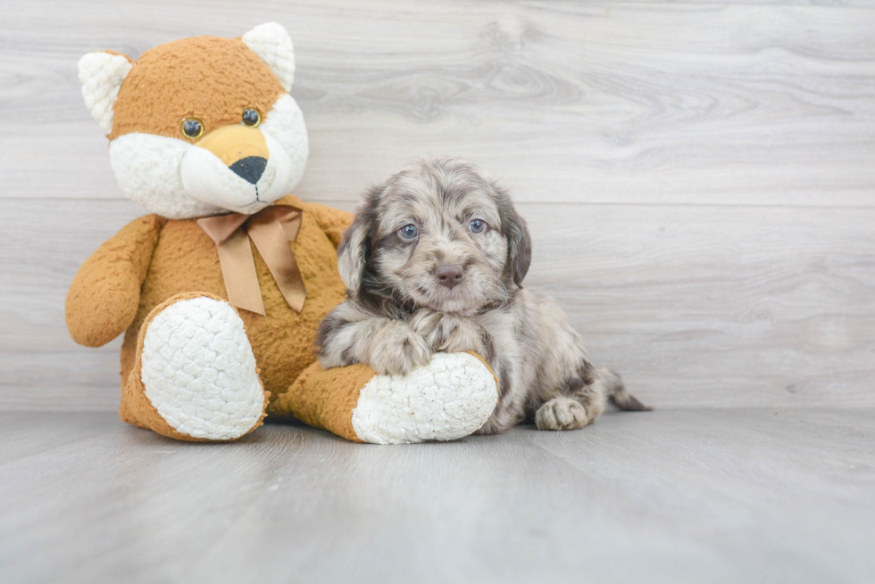 Mini Labradoodle Puppy for Adoption