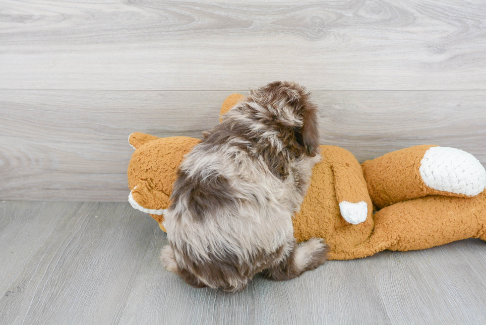 Mini Labradoodle Puppy for Adoption