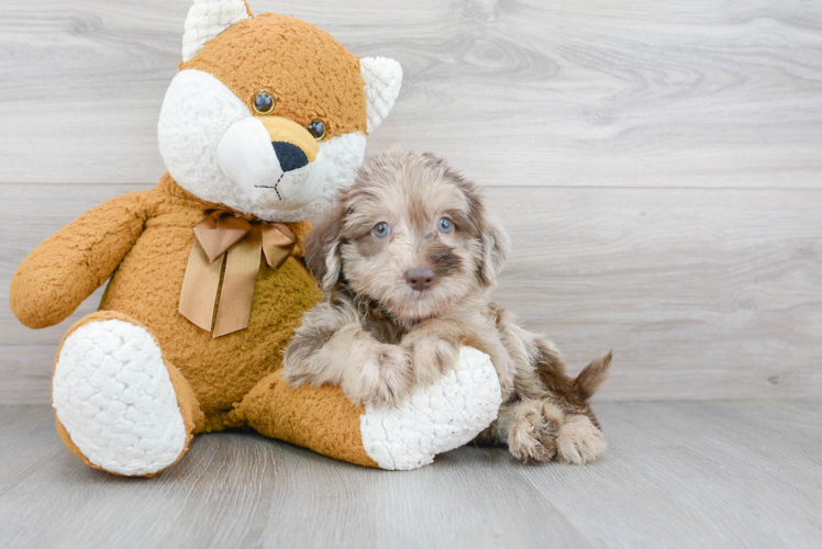 Mini Labradoodle Pup Being Cute