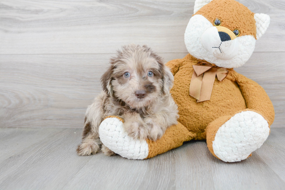 Smart Mini Labradoodle Poodle Mix Pup