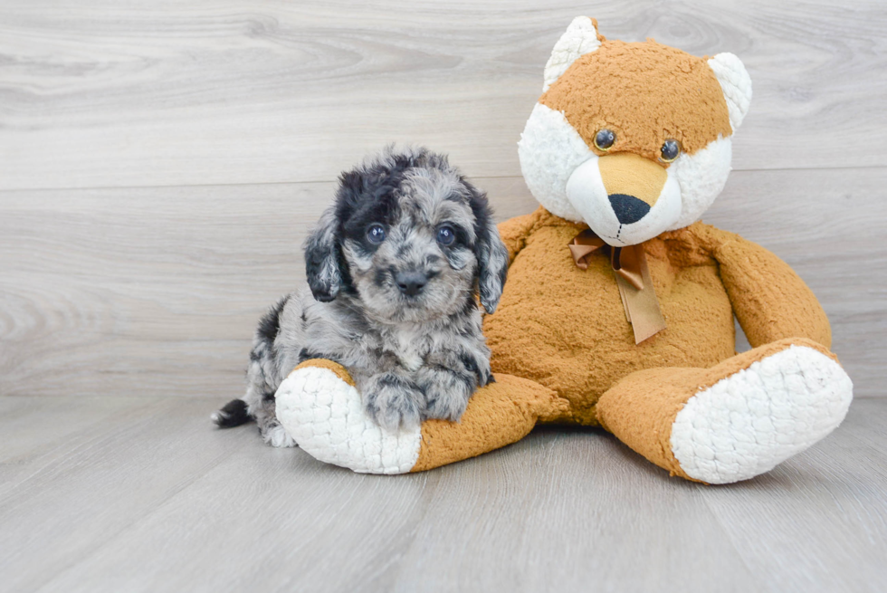 Sweet Mini Labradoodle Baby