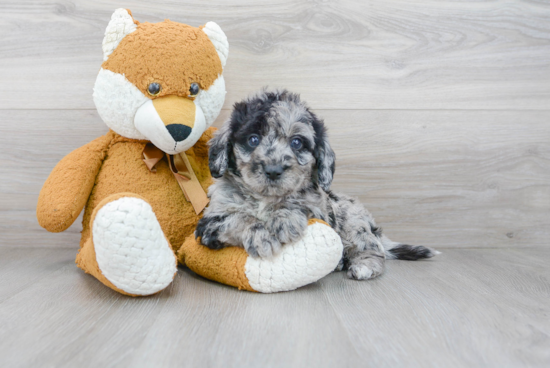 Playful Labrador Poodle Mix Puppy