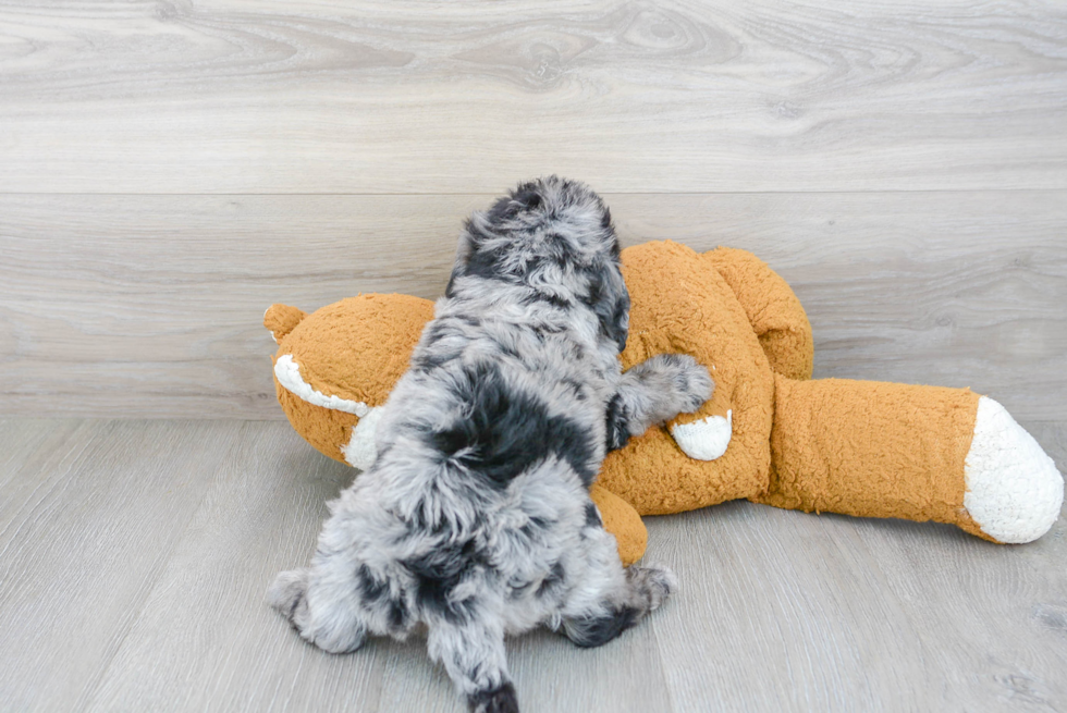 Mini Labradoodle Pup Being Cute