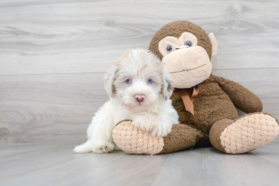 Mini Labradoodle Puppy for Adoption