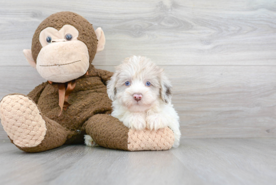 Mini Labradoodle Puppy for Adoption