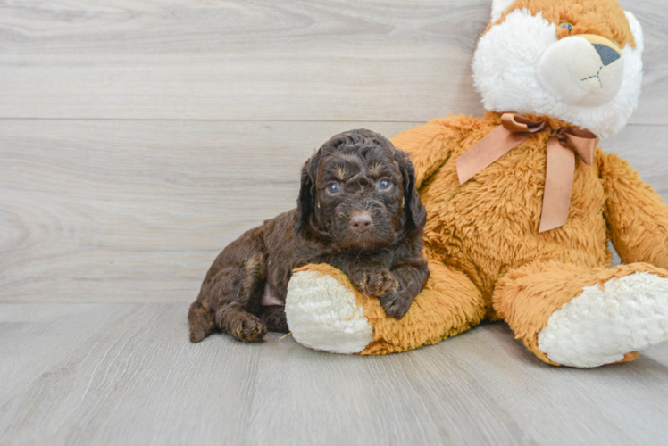 Happy Mini Labradoodle Baby