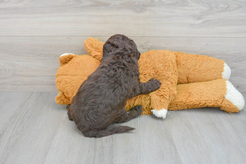Energetic Labrador Poodle Mix Puppy