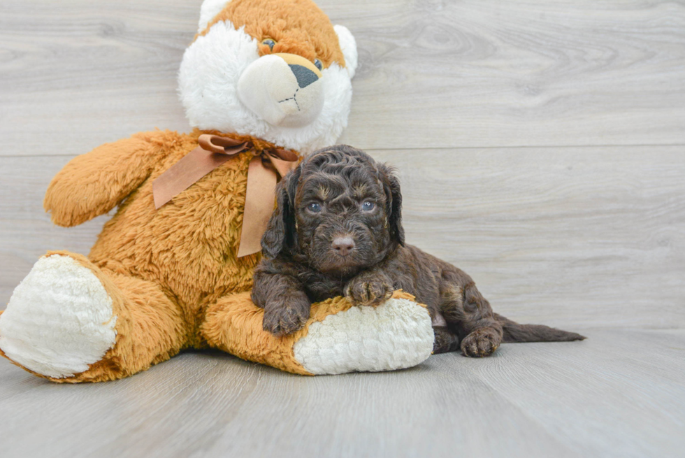 Petite Mini Labradoodle Poodle Mix Pup