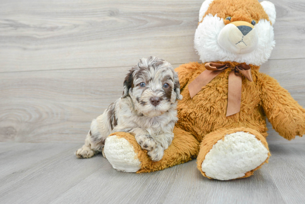 Mini Labradoodle Puppy for Adoption