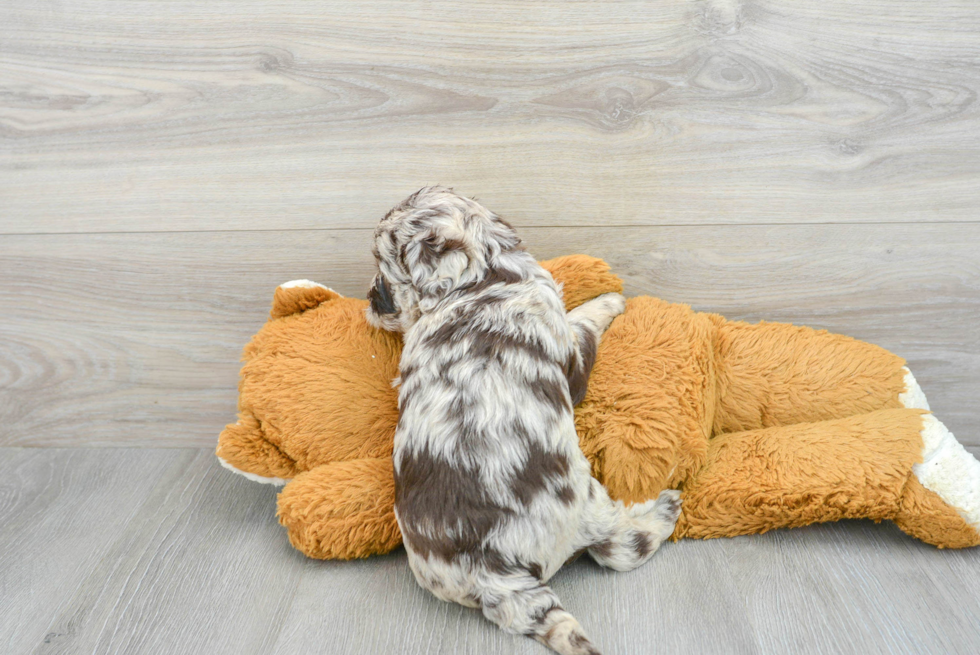 Best Mini Labradoodle Baby
