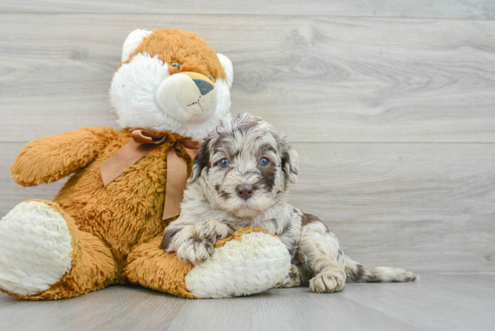 Energetic Labrador Poodle Mix Puppy