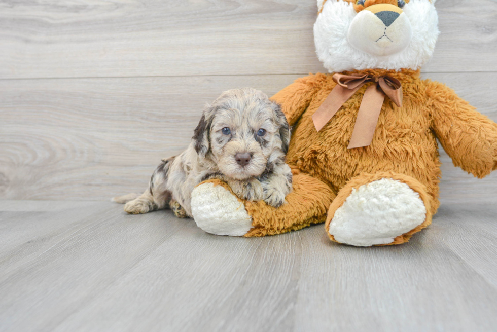 Best Mini Labradoodle Baby