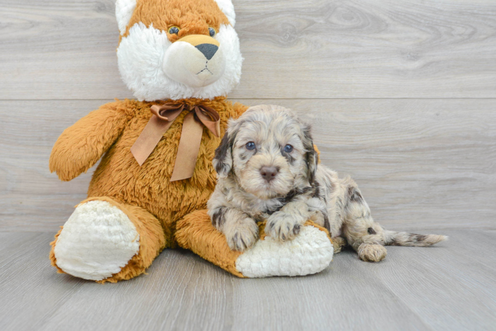 Cute Mini Labradoodle Baby