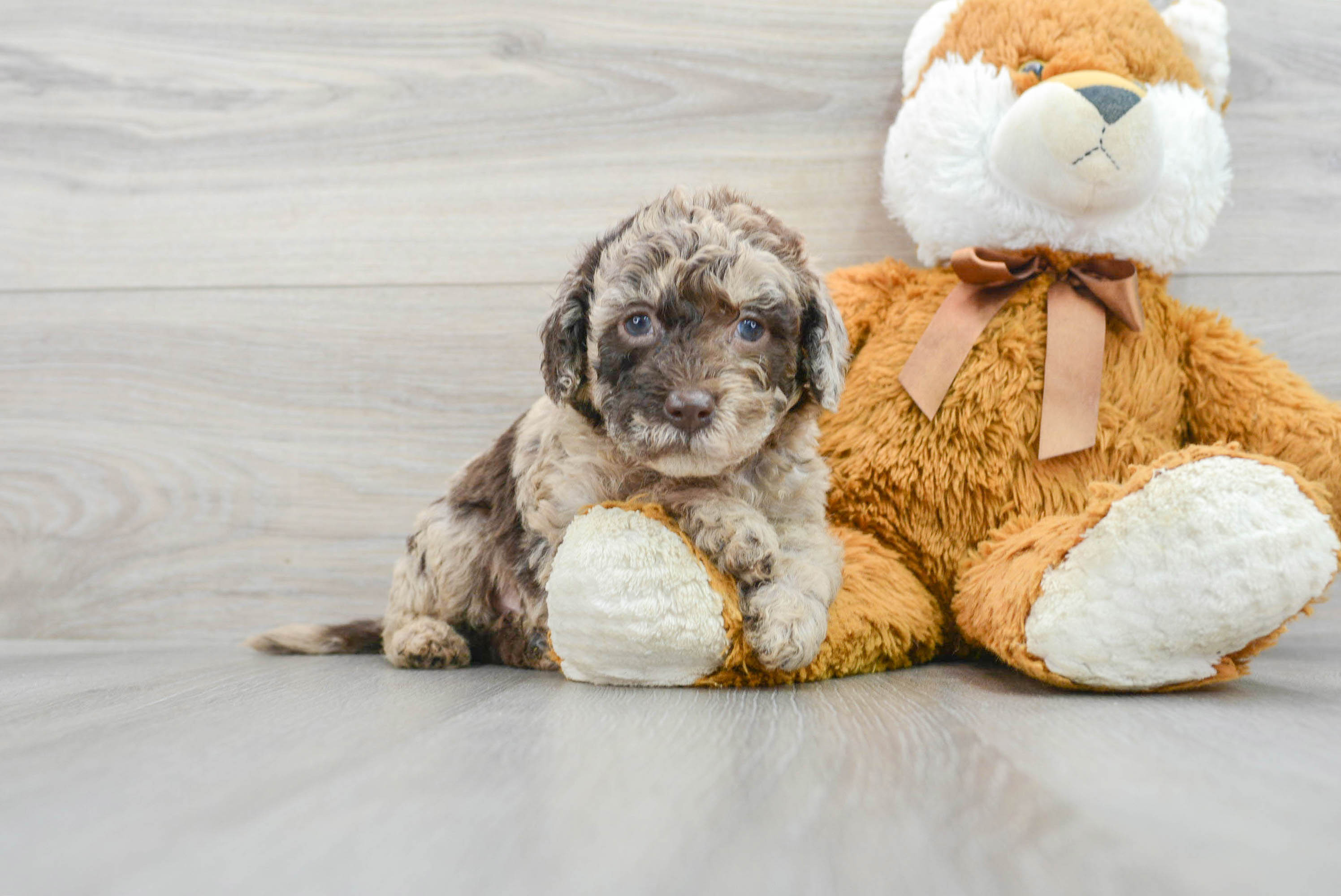 Funny Mini Labradoodle Poodle Mix Pup