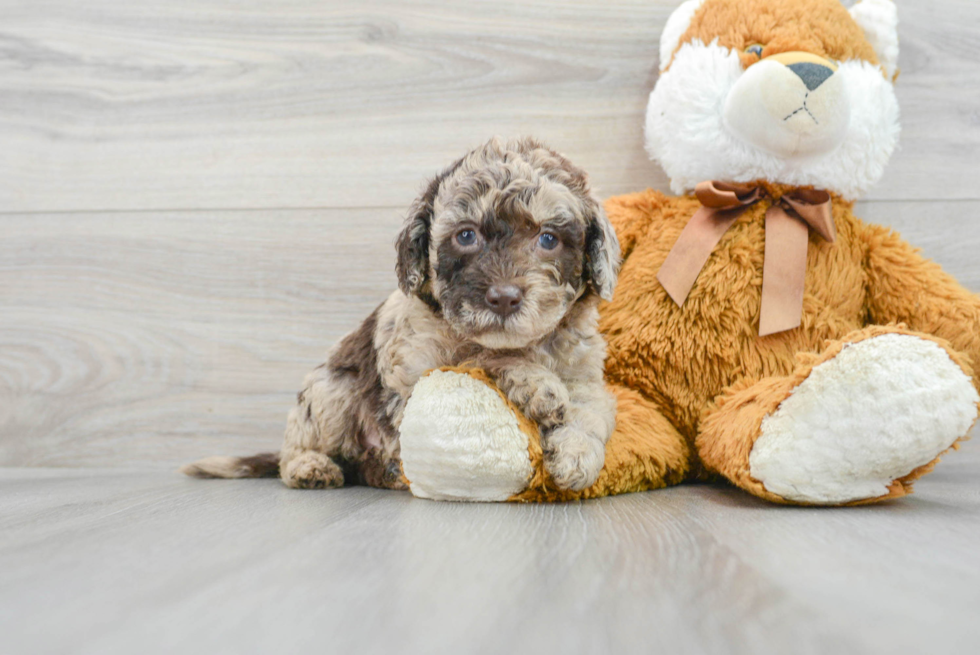 Funny Mini Labradoodle Poodle Mix Pup