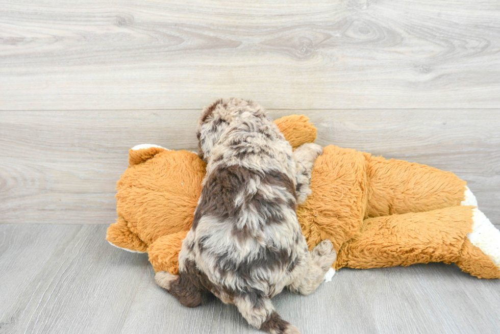 Sweet Mini Labradoodle Baby