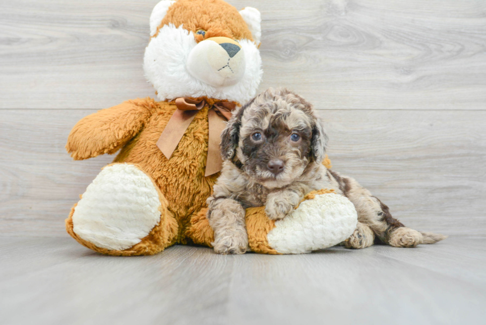 Best Mini Labradoodle Baby