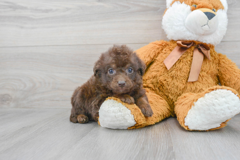 Little Labrador Poodle Mix Puppy