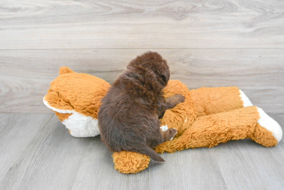 Mini Labradoodle Pup Being Cute