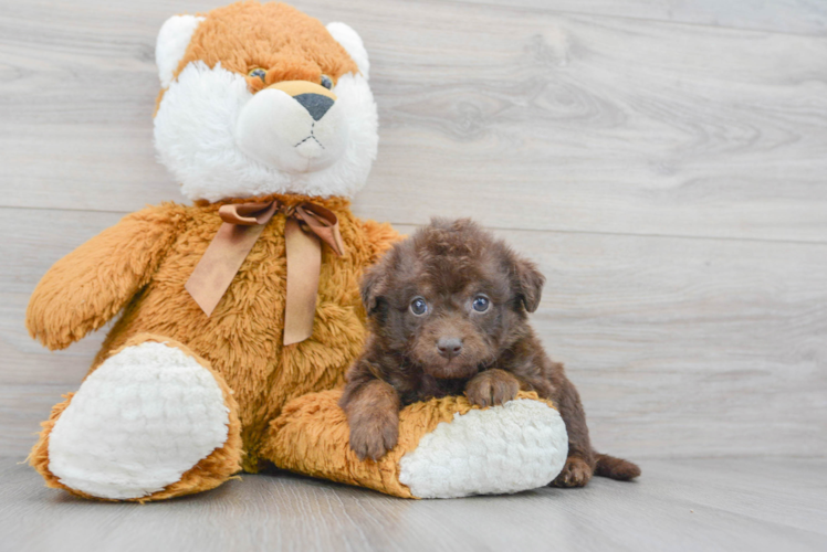 Petite Mini Labradoodle Poodle Mix Pup