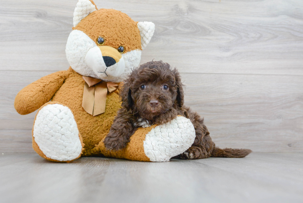 Best Mini Labradoodle Baby