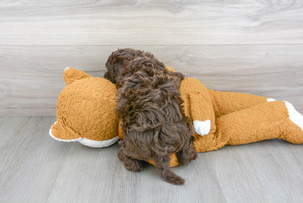 Best Mini Labradoodle Baby