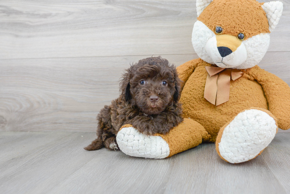 Small Mini Labradoodle Baby