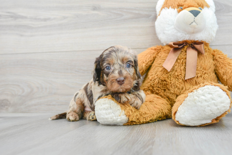 Friendly Mini Labradoodle Baby