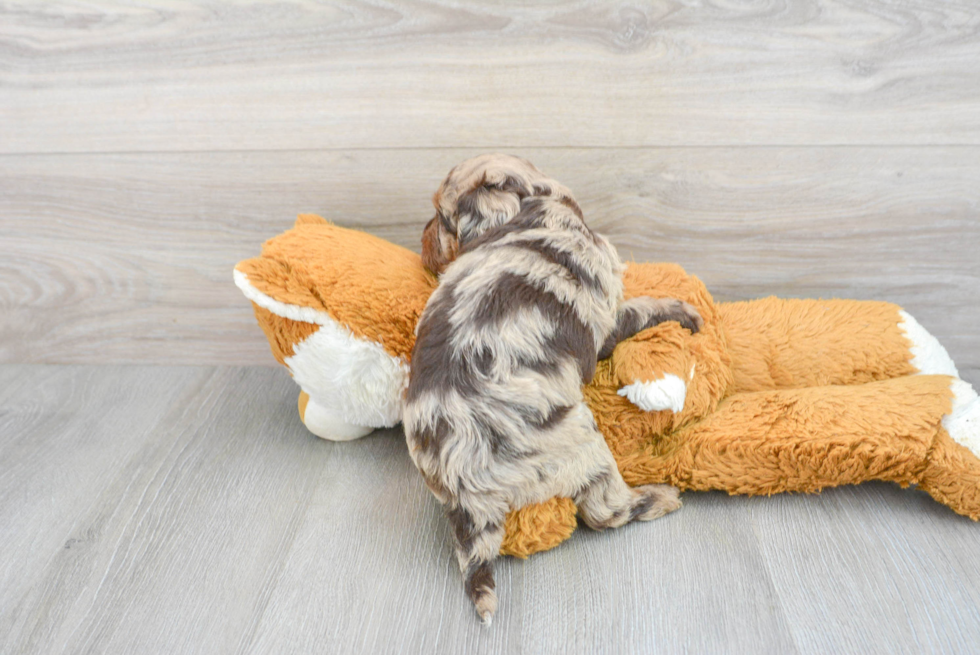 Best Mini Labradoodle Baby