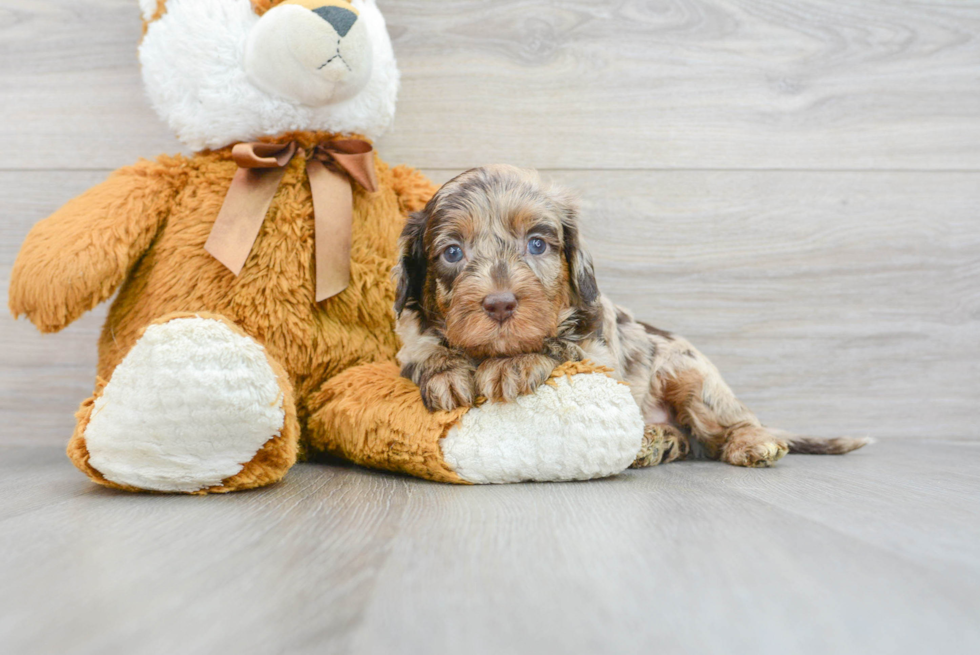 Best Mini Labradoodle Baby
