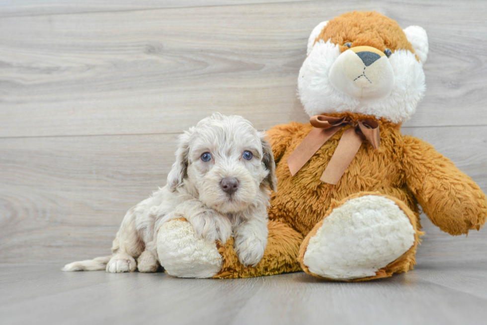 Popular Mini Labradoodle Poodle Mix Pup