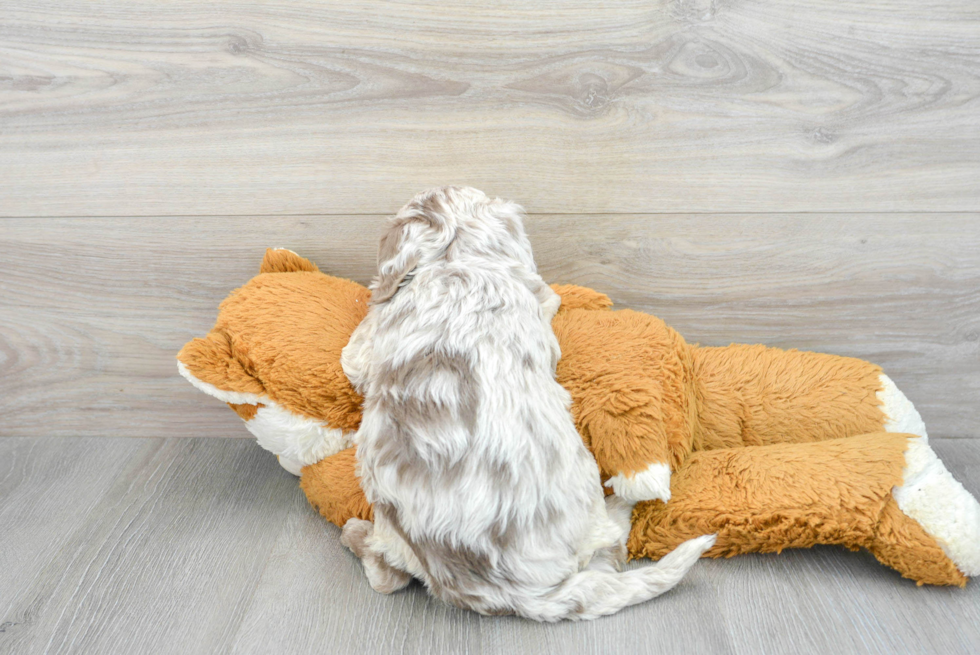 Playful Labrador Poodle Mix Puppy