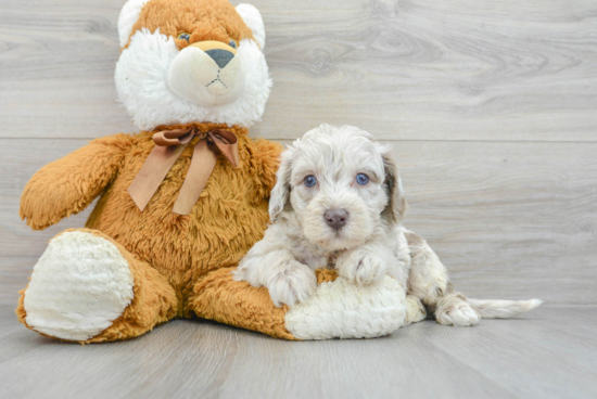 Adorable Labrador Poodle Mix Puppy