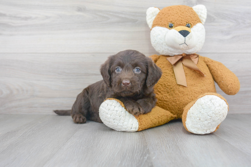 Smart Mini Labradoodle Poodle Mix Pup