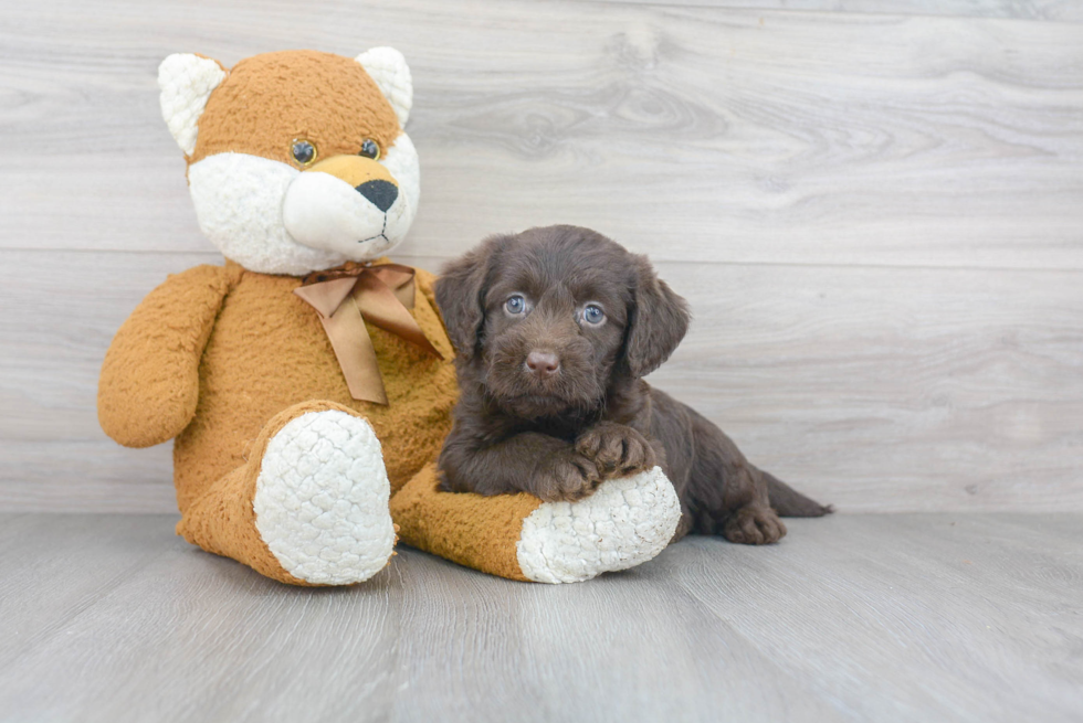 Mini Labradoodle Puppy for Adoption