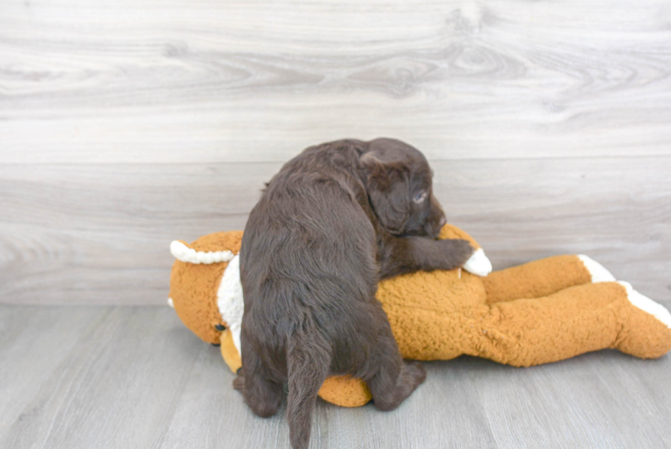 Mini Labradoodle Pup Being Cute