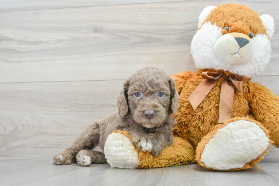 Mini Labradoodle Pup Being Cute