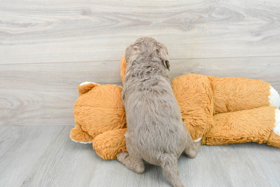 Fluffy Mini Labradoodle Poodle Mix Pup