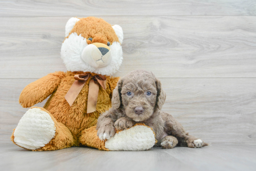 Small Mini Labradoodle Baby