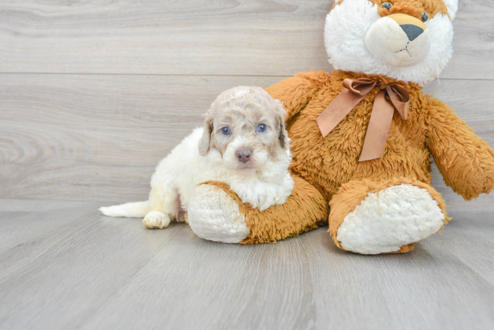 Best Mini Labradoodle Baby