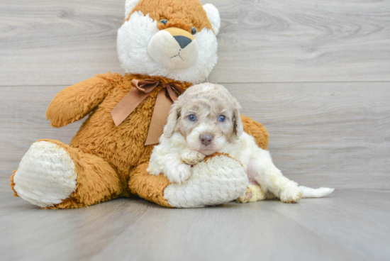 Mini Labradoodle Pup Being Cute