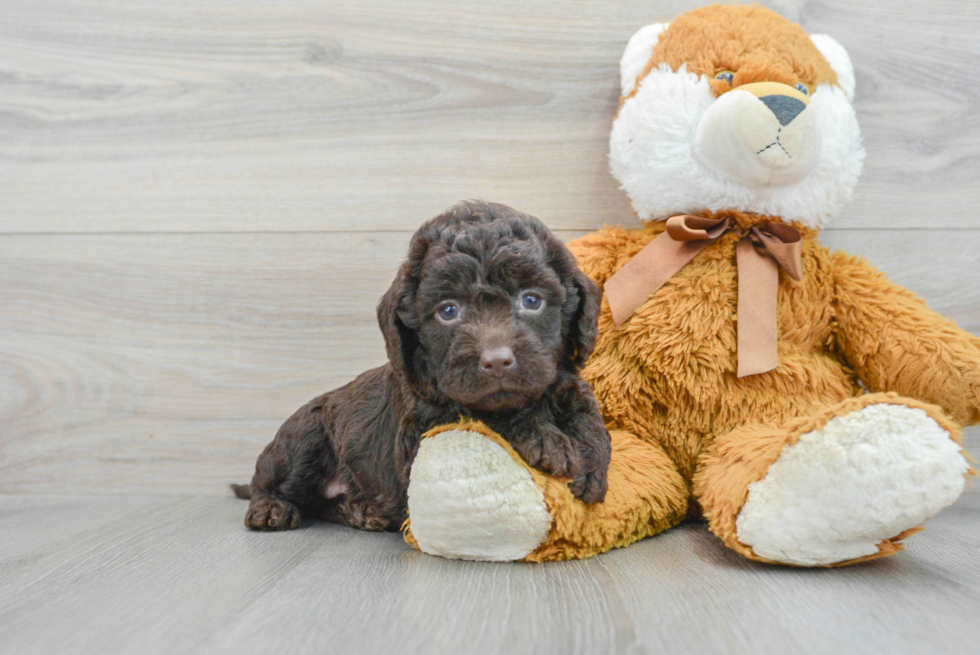 Playful Labrador Poodle Mix Puppy