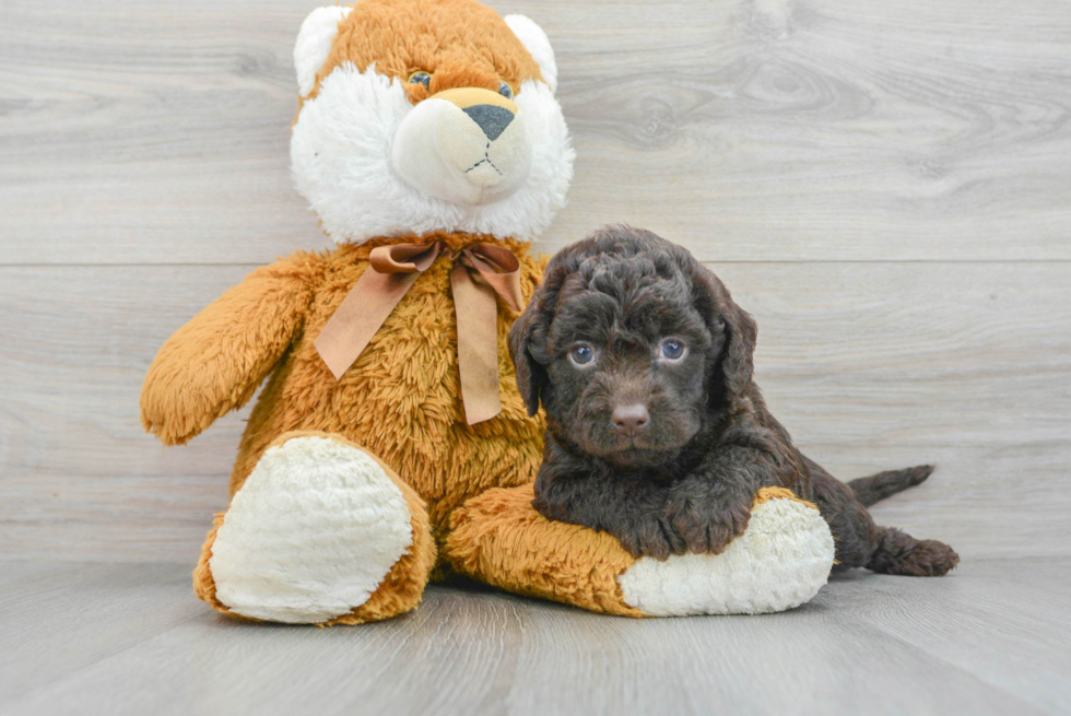 Small Mini Labradoodle Baby