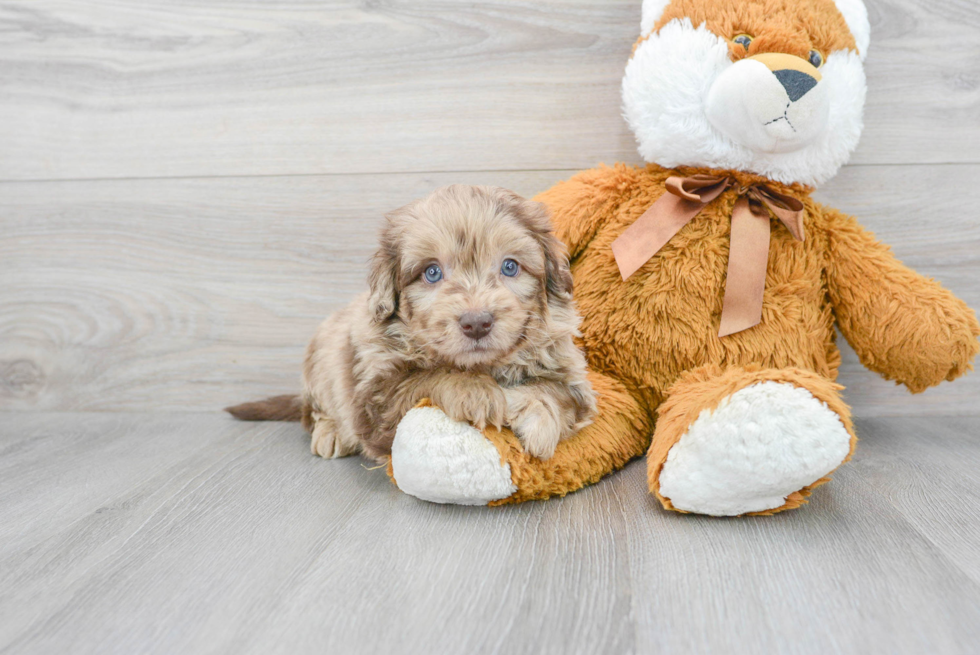 Mini Labradoodle Puppy for Adoption