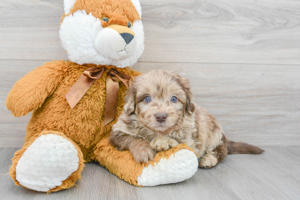 Mini Labradoodle Pup Being Cute