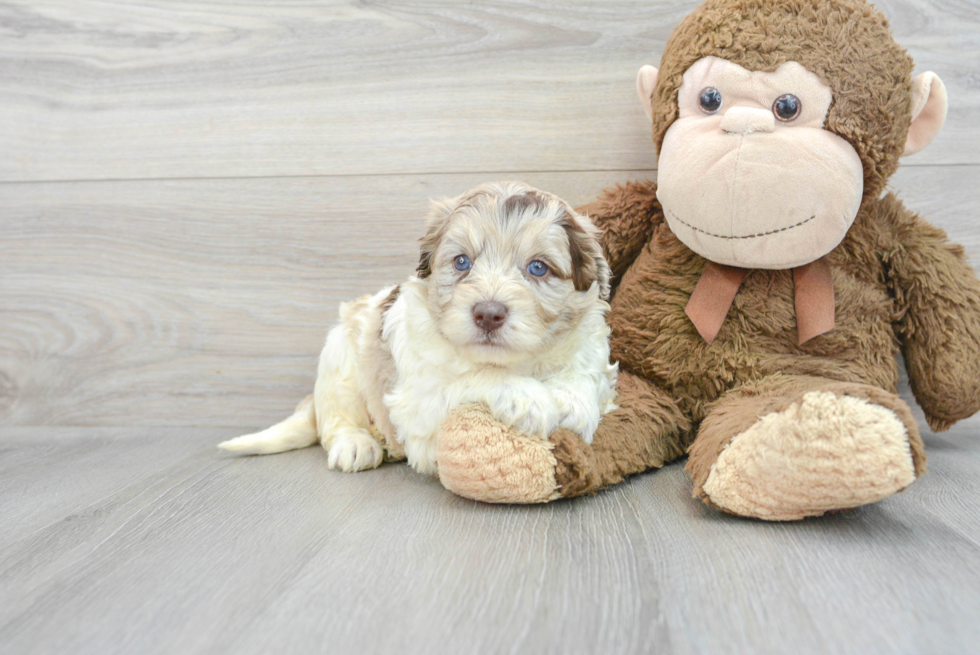 Energetic Labrador Poodle Mix Puppy