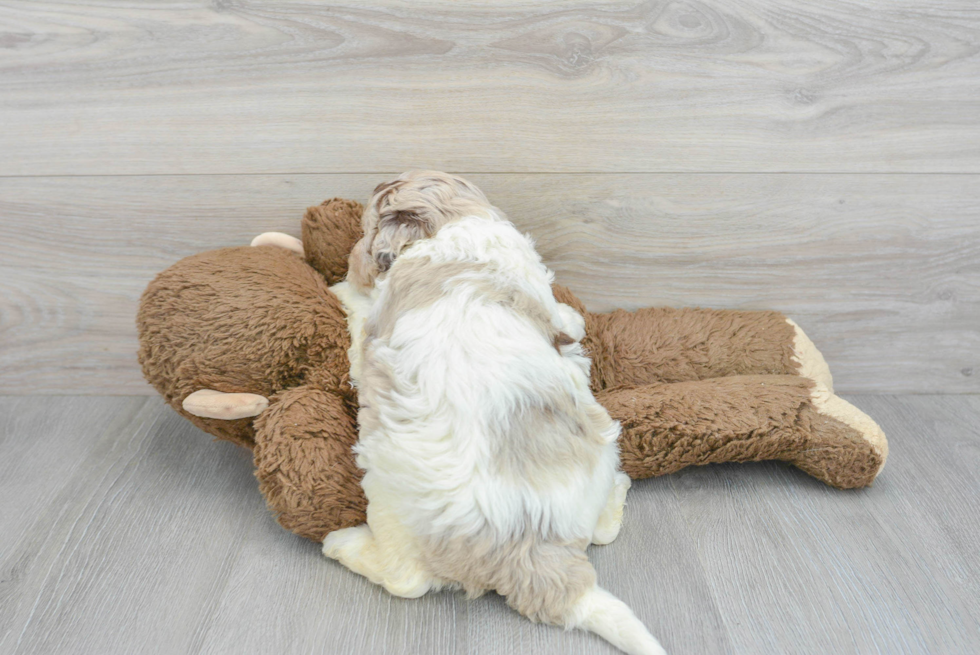 Mini Labradoodle Pup Being Cute