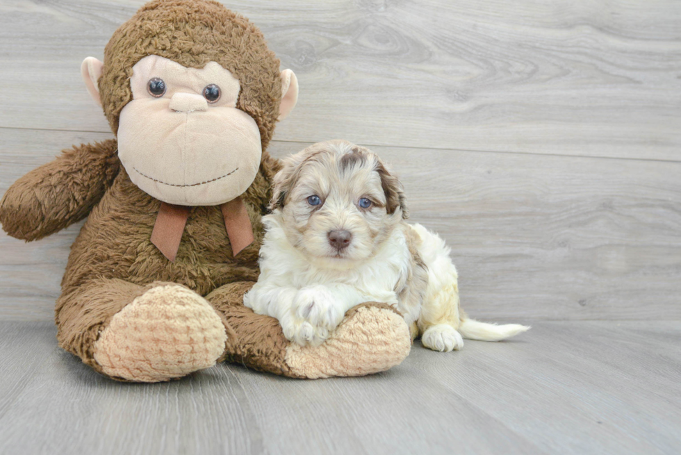 Friendly Mini Labradoodle Baby