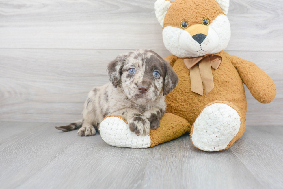 Mini Labradoodle Puppy for Adoption