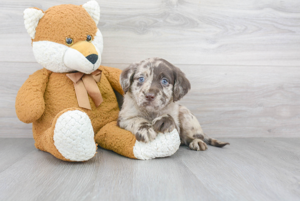 Petite Mini Labradoodle Poodle Mix Pup